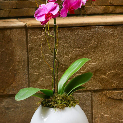 Pink Orchid (vase may differ)