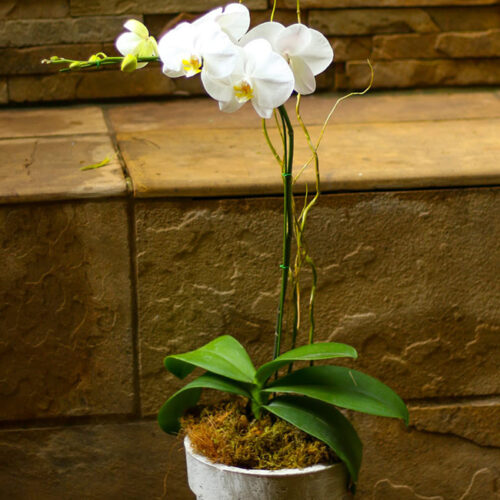 White Orchid  (vase may differ)
